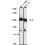 Western Blot - Anti-KIF3B Antibody (A87721) - Antibodies.com