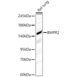 Western Blot - Anti-BMPR2 Antibody (A87724) - Antibodies.com