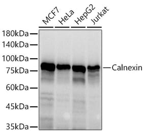 Western Blot - Anti-Calnexin Antibody (A87725) - Antibodies.com