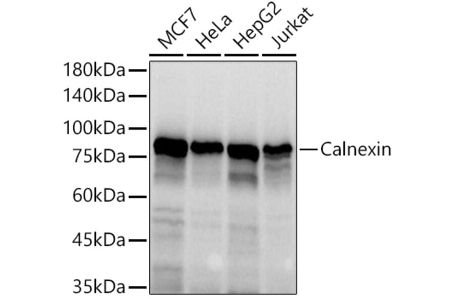 Western Blot - Anti-Calnexin Antibody (A87725) - Antibodies.com