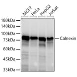Western Blot - Anti-Calnexin Antibody (A87725) - Antibodies.com