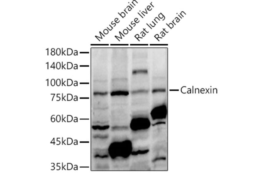 Western Blot - Anti-Calnexin Antibody (A87725) - Antibodies.com