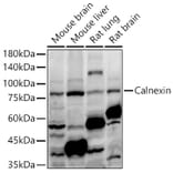 Western Blot - Anti-Calnexin Antibody (A87725) - Antibodies.com