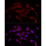 Immunofluorescence - Anti-Calnexin Antibody (A87725) - Antibodies.com