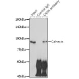 Western Blot - Anti-Calnexin Antibody (A87725) - Antibodies.com