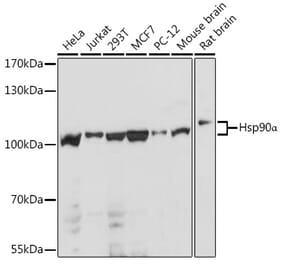 Western Blot - Anti-Hsp90 alpha Antibody (A87729) - Antibodies.com