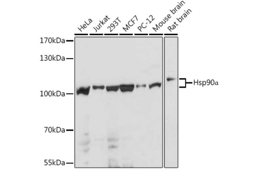 Western Blot - Anti-Hsp90 alpha Antibody (A87729) - Antibodies.com