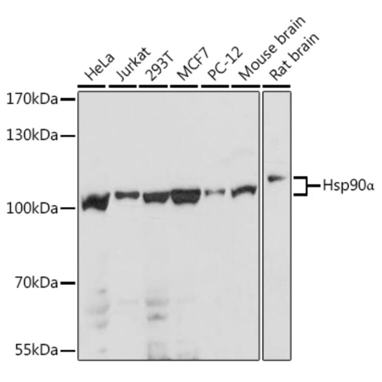 Western Blot - Anti-Hsp90 alpha Antibody (A87729) - Antibodies.com