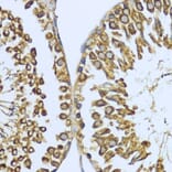 Immunohistochemistry - Anti-Hsp90 alpha Antibody (A87729) - Antibodies.com