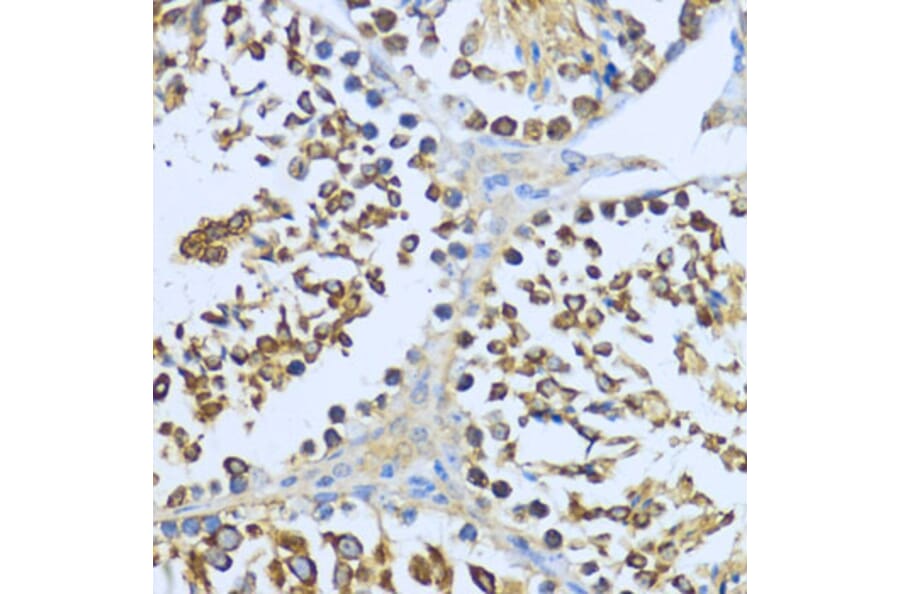 Immunohistochemistry - Anti-Hsp90 alpha Antibody (A87729) - Antibodies.com
