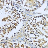 Immunohistochemistry - Anti-Hsp90 alpha Antibody (A87729) - Antibodies.com