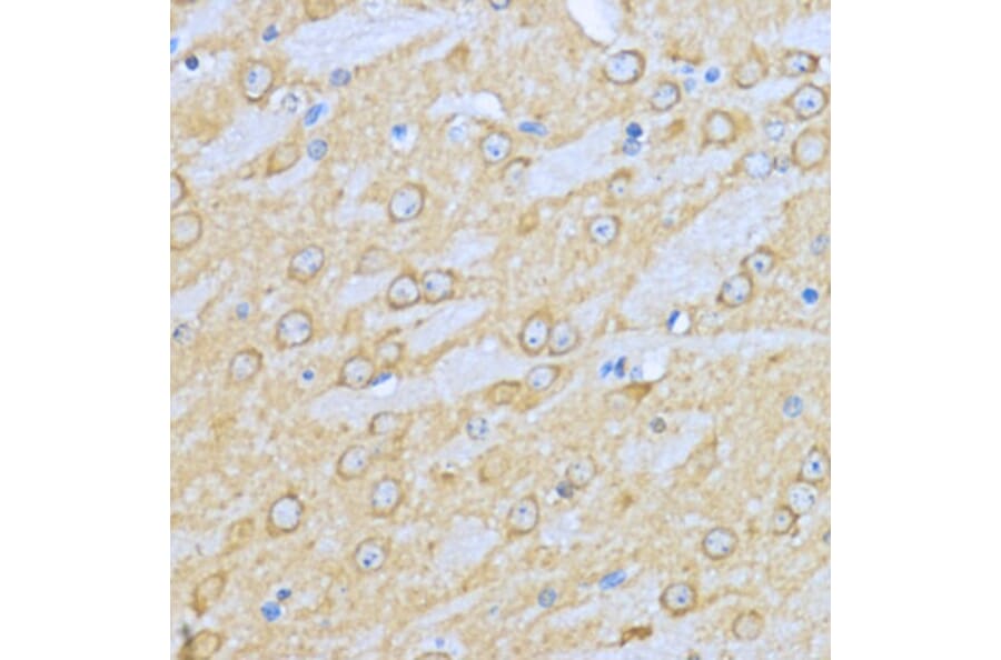 Immunohistochemistry - Anti-Hsp90 alpha Antibody (A87729) - Antibodies.com