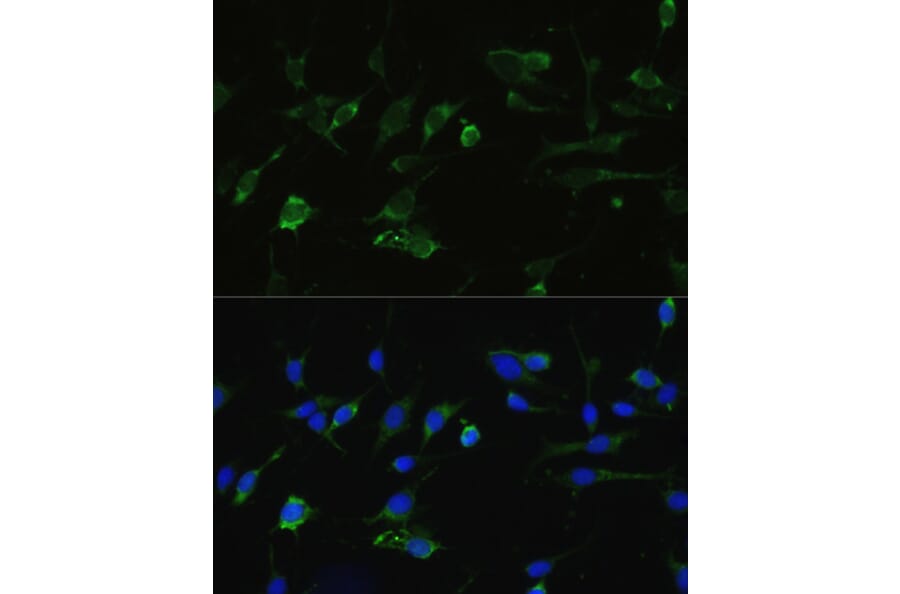 Immunofluorescence - Anti-Hsp90 alpha Antibody (A87729) - Antibodies.com
