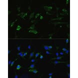Immunofluorescence - Anti-Hsp90 alpha Antibody (A87729) - Antibodies.com
