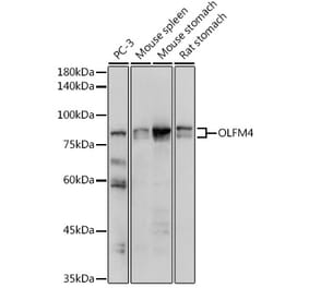 Western Blot - Anti-OLFM4 Antibody (A87732) - Antibodies.com