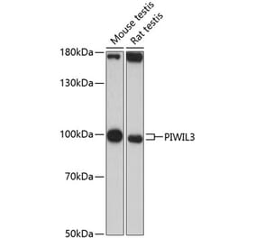 Western Blot - Anti-PIWIL3 Antibody (A87733) - Antibodies.com