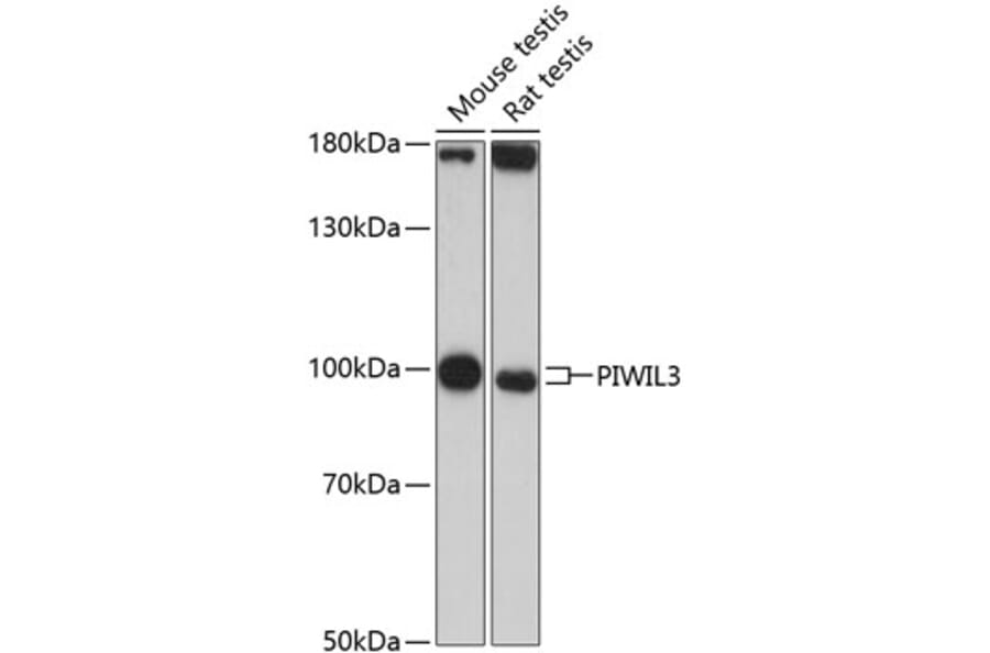 Western Blot - Anti-PIWIL3 Antibody (A87733) - Antibodies.com