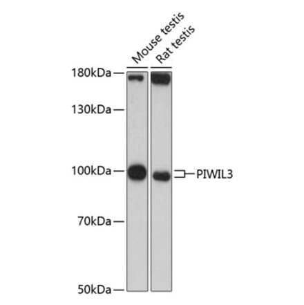 Western Blot - Anti-PIWIL3 Antibody (A87733) - Antibodies.com