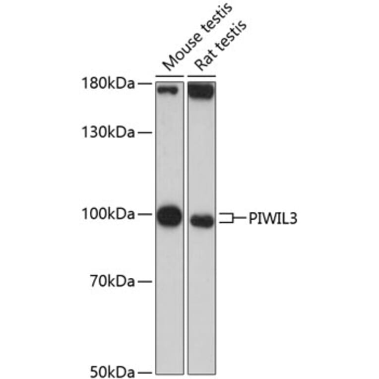 Western Blot - Anti-PIWIL3 Antibody (A87733) - Antibodies.com