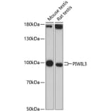 Western Blot - Anti-PIWIL3 Antibody (A87733) - Antibodies.com