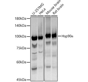 Western Blot - Anti-Hsp90 alpha Antibody (A87734) - Antibodies.com