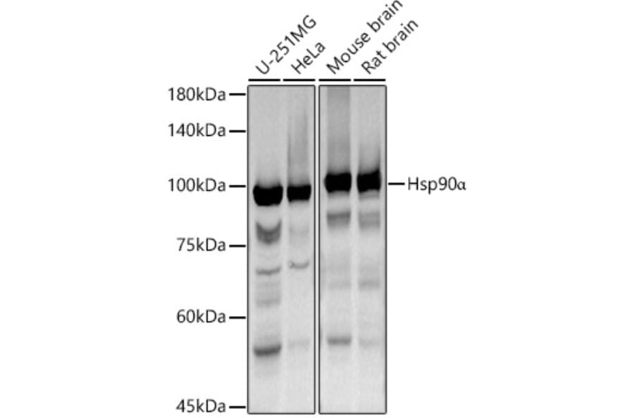 Western Blot - Anti-Hsp90 alpha Antibody (A87734) - Antibodies.com
