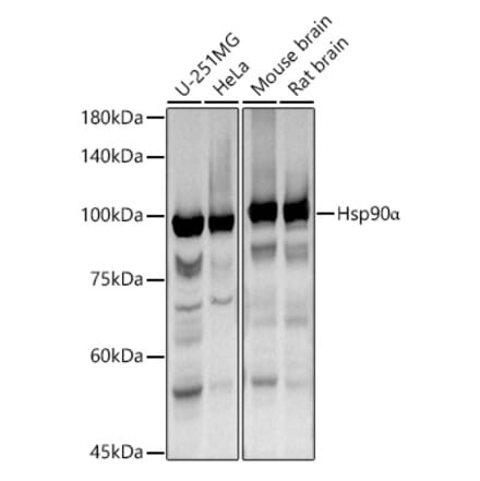 Western Blot - Anti-Hsp90 alpha Antibody (A87734) - Antibodies.com