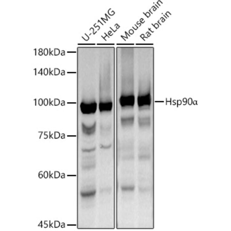 Western Blot - Anti-Hsp90 alpha Antibody (A87734) - Antibodies.com