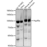 Western Blot - Anti-Hsp90 alpha Antibody (A87734) - Antibodies.com