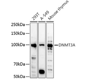 Western Blot - Anti-Dnmt3a Antibody (A87735) - Antibodies.com