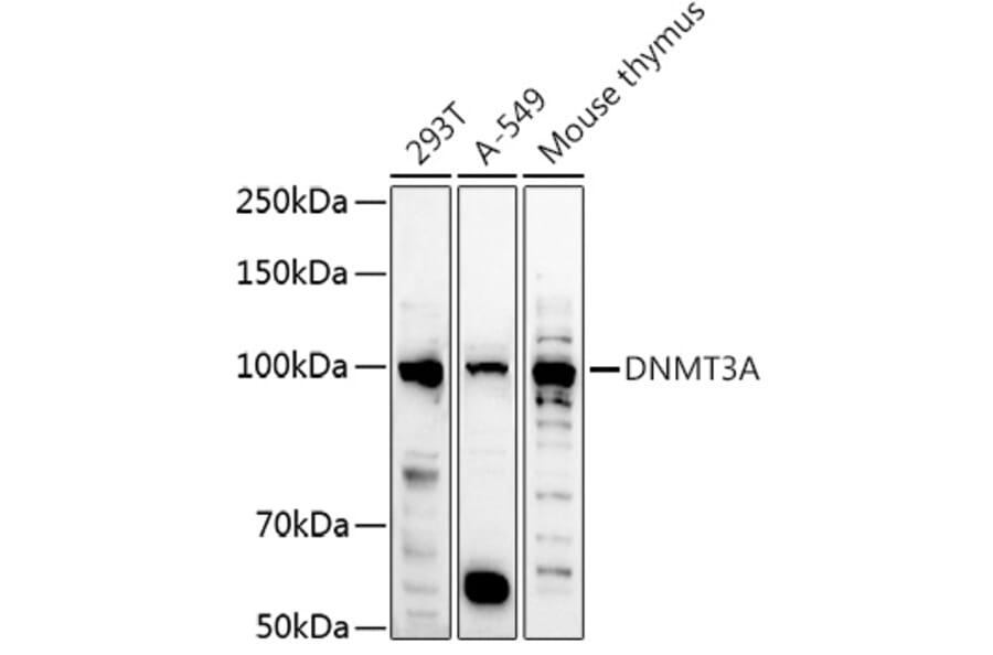 Western Blot - Anti-Dnmt3a Antibody (A87735) - Antibodies.com