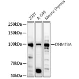 Western Blot - Anti-Dnmt3a Antibody (A87735) - Antibodies.com