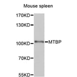Western Blot - Anti-MTBP Antibody (A12363) - Antibodies.com