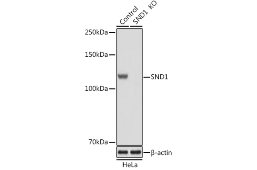 Western Blot - Anti-SND1 Antibody (A87740) - Antibodies.com