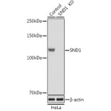 Western Blot - Anti-SND1 Antibody (A87740) - Antibodies.com