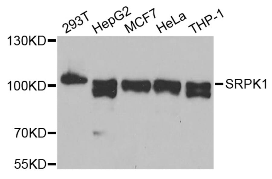 Western Blot - Anti-SRPK1 Antibody (A12510) - Antibodies.com