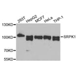 Western Blot - Anti-SRPK1 Antibody (A12510) - Antibodies.com