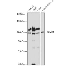 Western Blot - Anti-RAP80 Antibody (A87742) - Antibodies.com