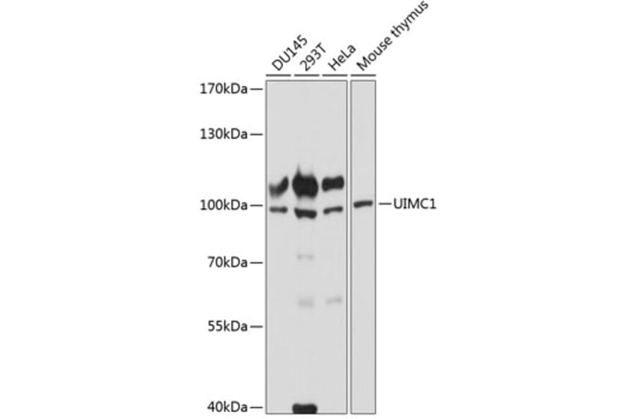 Anti-UIMC1 Antibody (A87742) | Antibodies.com