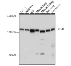 Western Blot - Anti-ITCH/AIP4 Antibody (A87747) - Antibodies.com