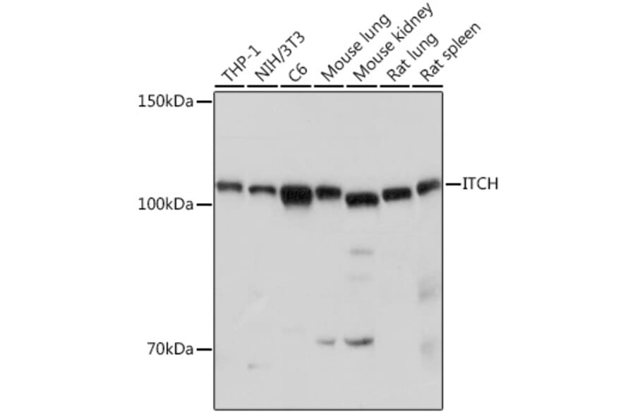 Western Blot - Anti-ITCH/AIP4 Antibody (A87747) - Antibodies.com
