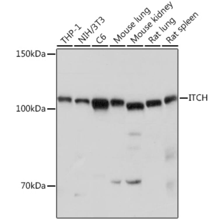 Western Blot - Anti-ITCH/AIP4 Antibody (A87747) - Antibodies.com