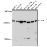 Western Blot - Anti-ITCH/AIP4 Antibody (A87747) - Antibodies.com