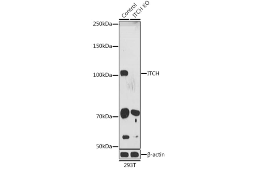 Western Blot - Anti-ITCH/AIP4 Antibody (A87747) - Antibodies.com