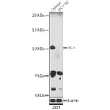 Western Blot - Anti-ITCH/AIP4 Antibody (A87747) - Antibodies.com