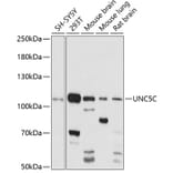 Western Blot - Anti-UNC5C Antibody (A87749) - Antibodies.com