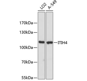 Western Blot - Anti-ITIH4 Antibody (A87752) - Antibodies.com