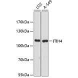 Western Blot - Anti-ITIH4 Antibody (A87752) - Antibodies.com
