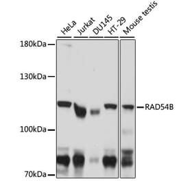 Western Blot - Anti-RAD54B Antibody (A87753) - Antibodies.com