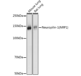 Western Blot - Anti-Neuropilin 1 Antibody (A87754) - Antibodies.com